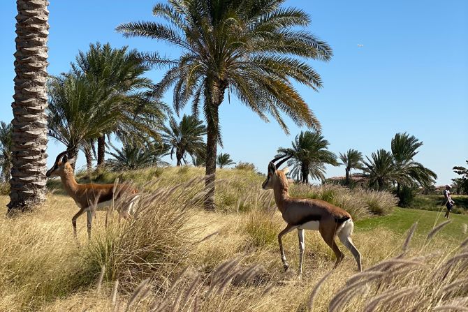 Wild life: The golf course's sustainable practices means you'll find Arabian gazelles wandering around between your shots.