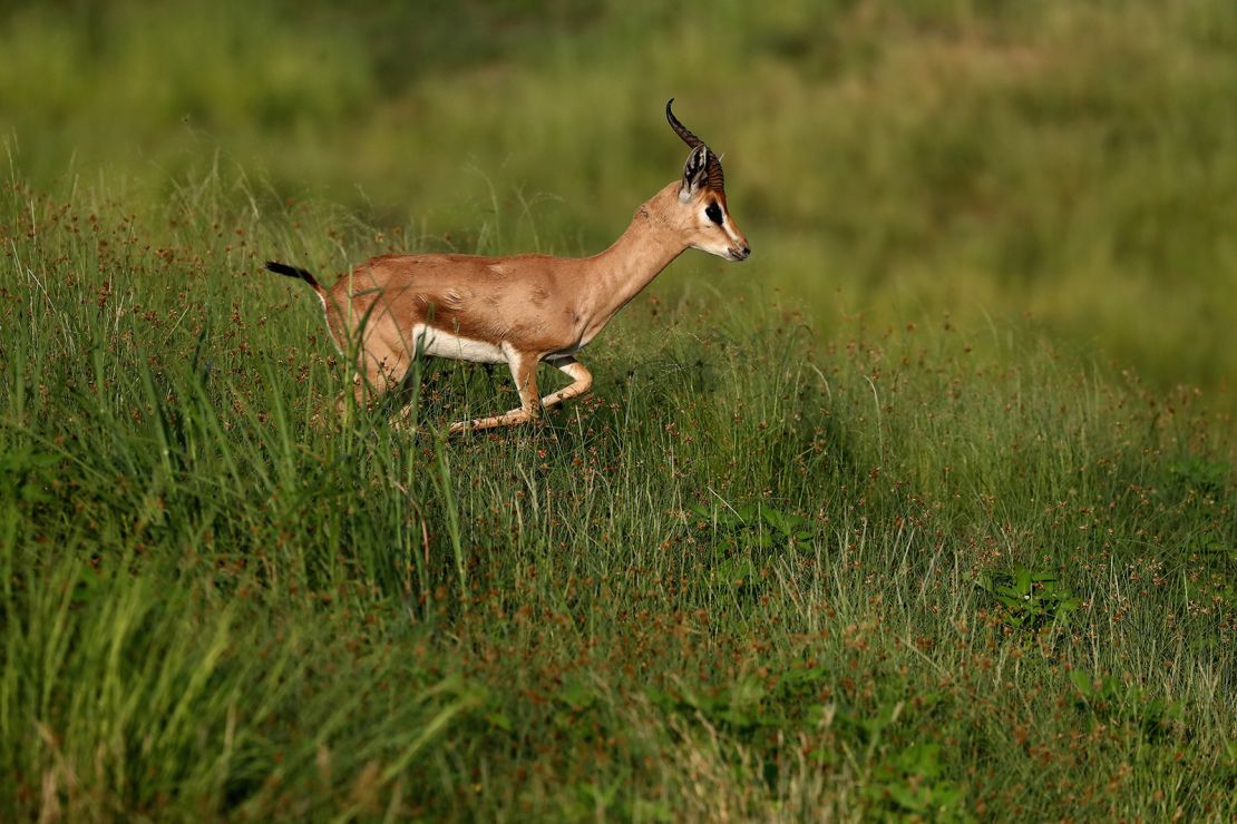 Arabian gazelles can be spotted on the golf course -- like this one, seen during a tournament in 2017.