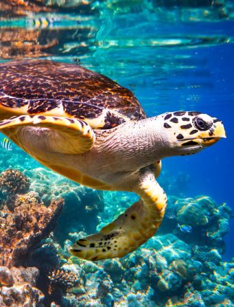 Turtle neck: Saadiyat is home to endangered hawksbill turtles.