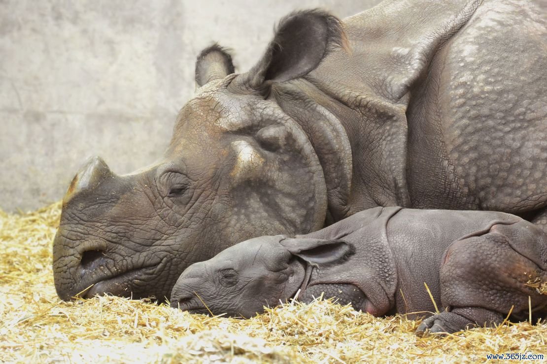 Tensing and her calf lay next to each other at the Denver Zoo. 