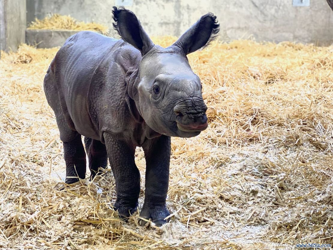 The calf started to explore her new home in the Toyota Elephant Passage at the Denver zoo since her birth.   
